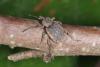 Brachypera zoilus